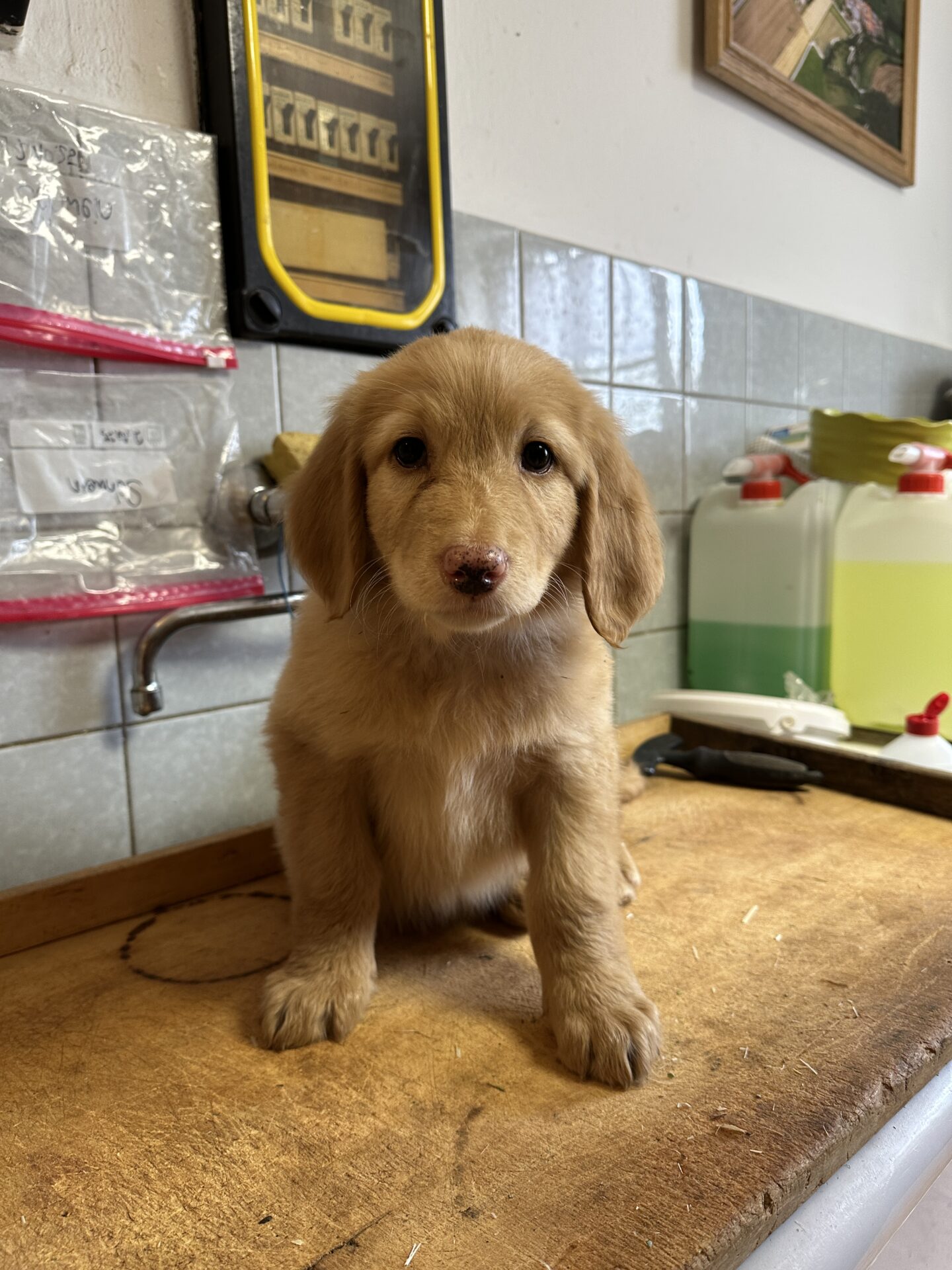 Gesundheitstest von Tierärztin